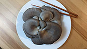 Blue Oyster Mushrooms