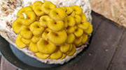 Golden Oyster Mushrooms