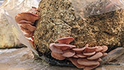 Pink Oyster Mushrooms