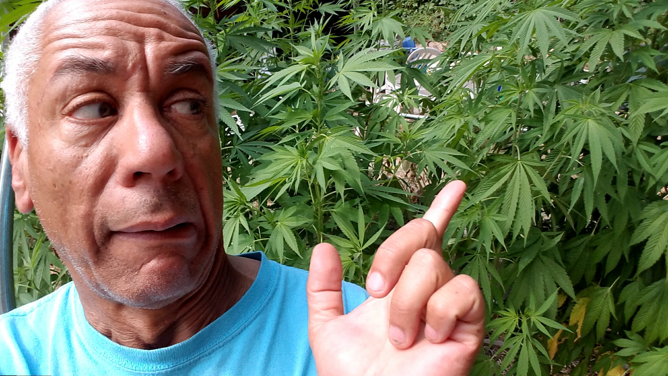 relax, it's hemp