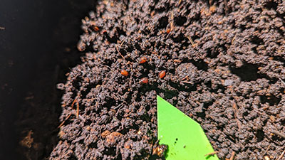 red wiggler eggs
